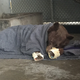 The younger bear rests in her holding enclosure after her treatment is finished. The outer wrapping on her feet (made of corn husks) will delay her efforts to chew off the tilapia skin bandages underneath. Image: California Department of Fish and Wildlife